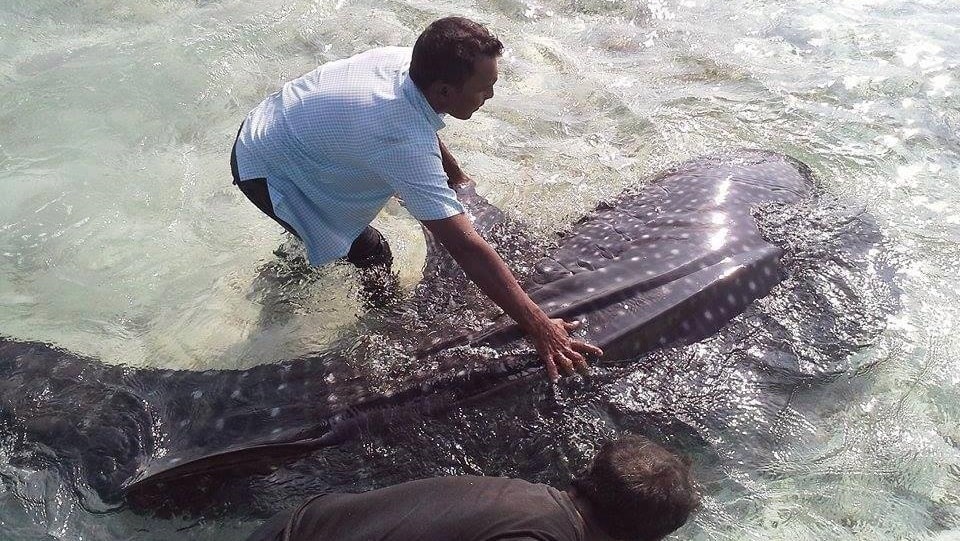 whale shark rescue maldives