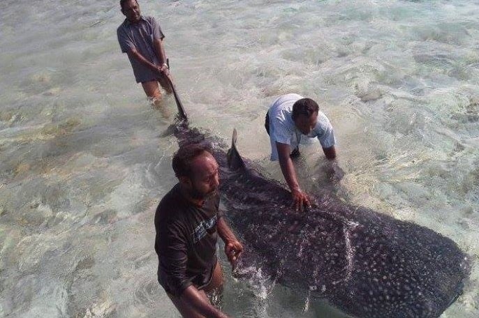 whale shark rescue