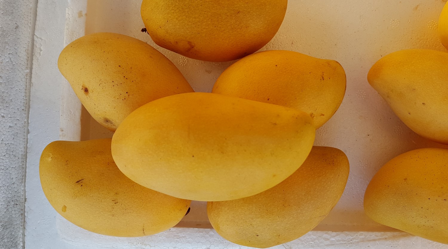 maldivian mango