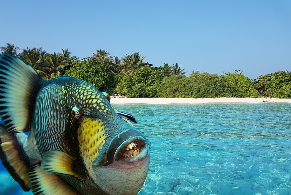 trigger fish