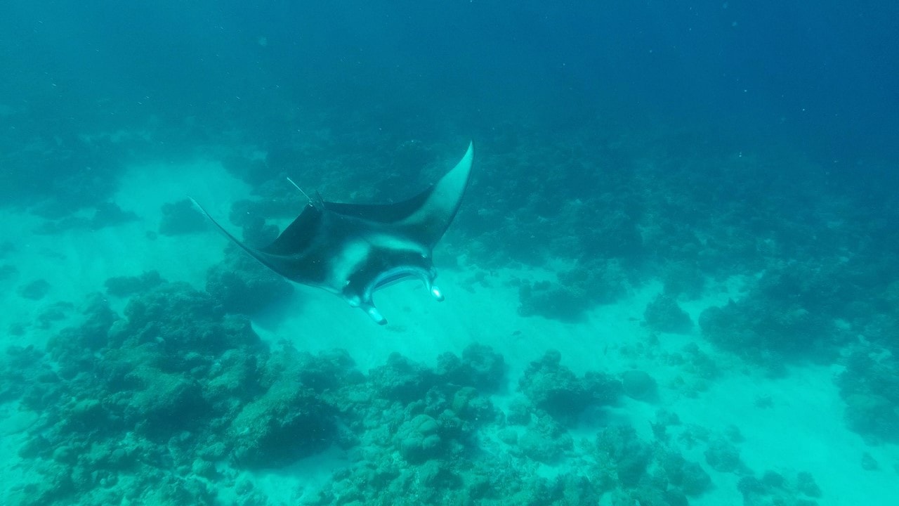 manta ray snorkeling