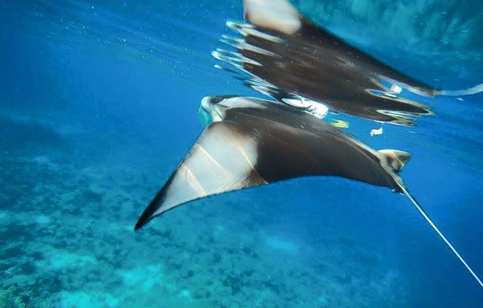 manta ray thoddoo