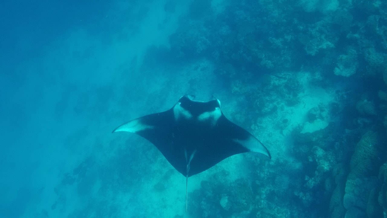 manta ray