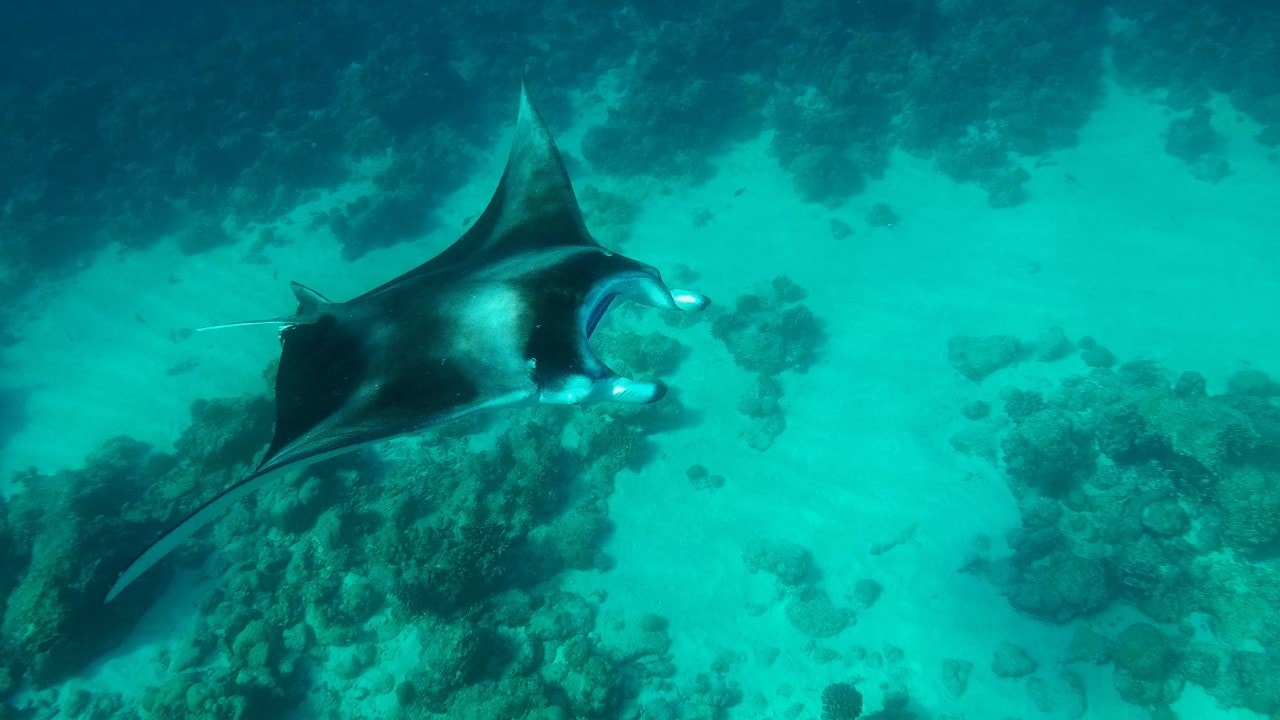 manta snorkeling