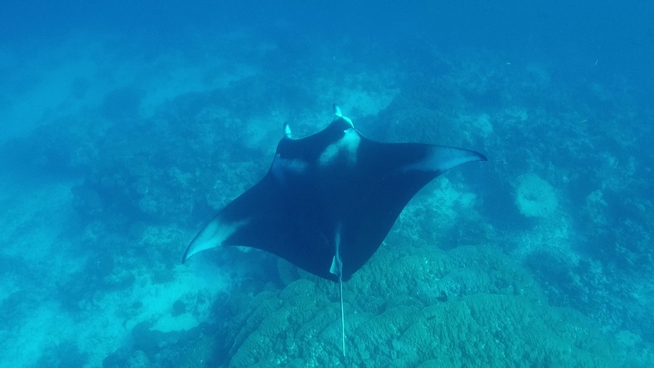 manta