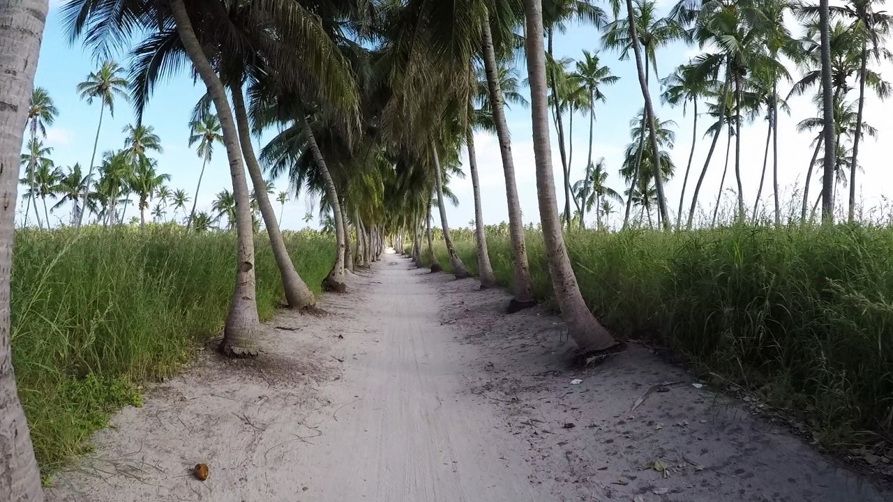 palm trees of thoddoo