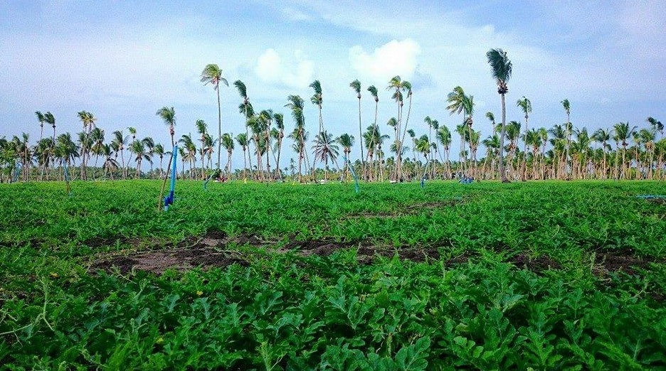 thoddoo farms