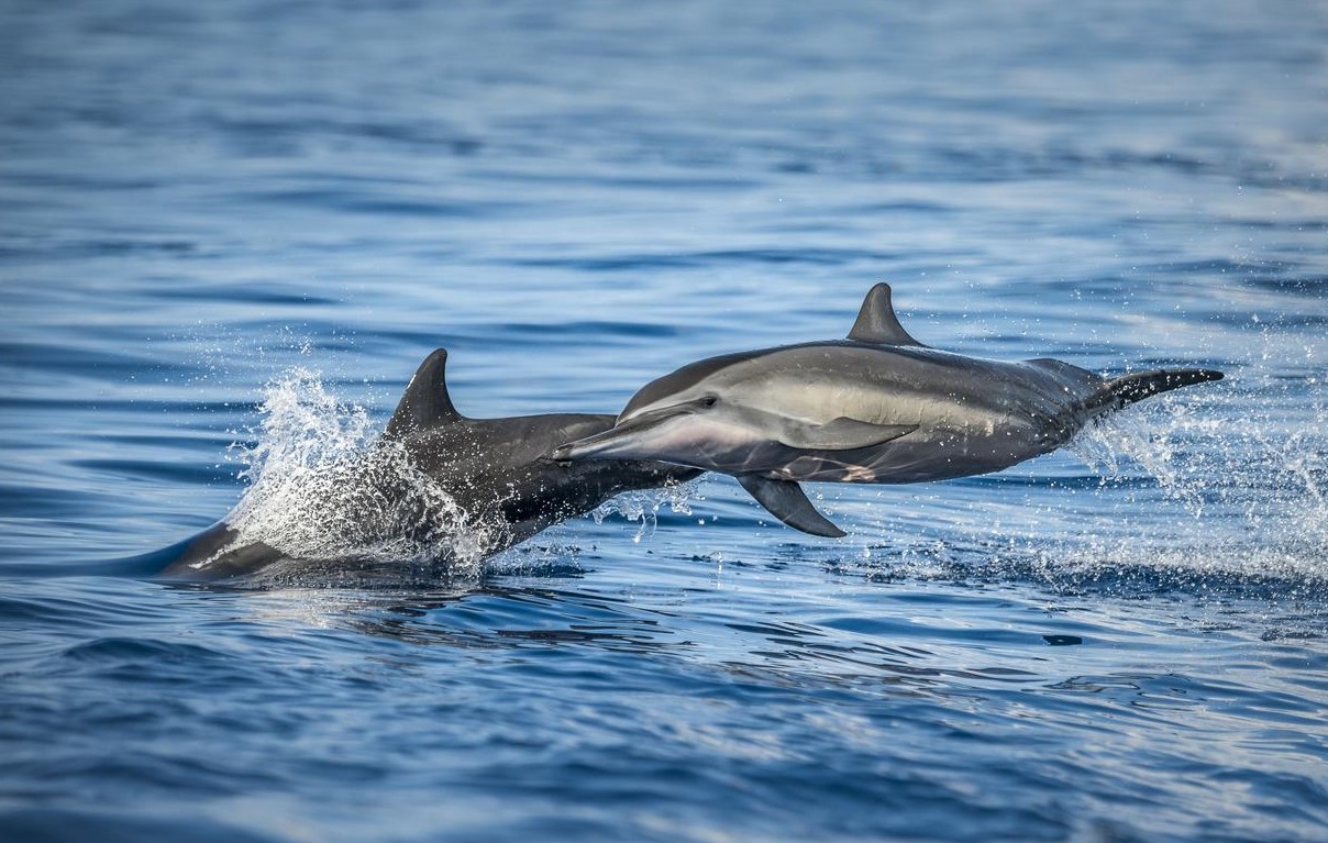 dolphins at shangri-la