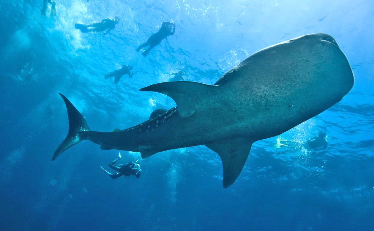 sun island whale shark