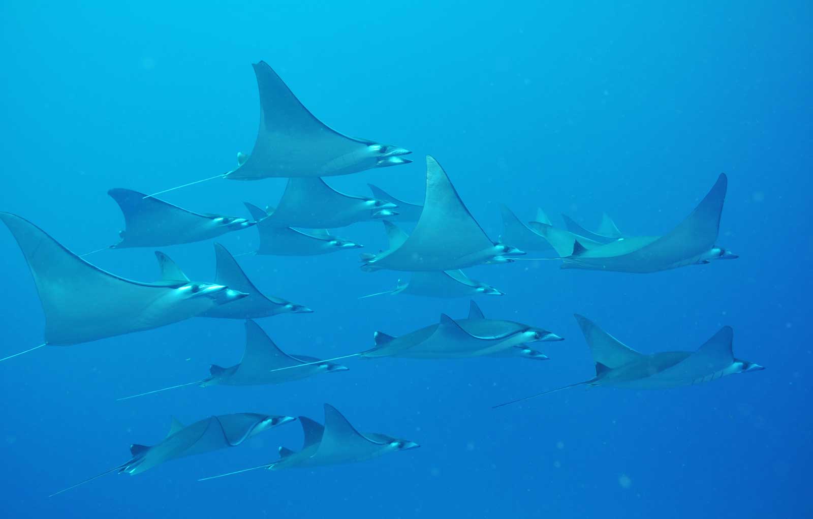 eagle rays