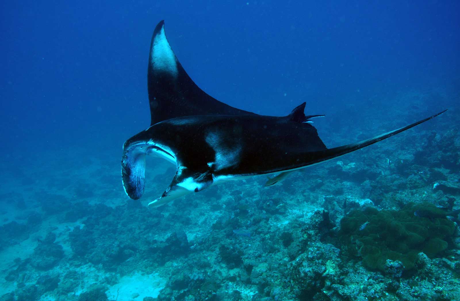 manta ray off dhigali