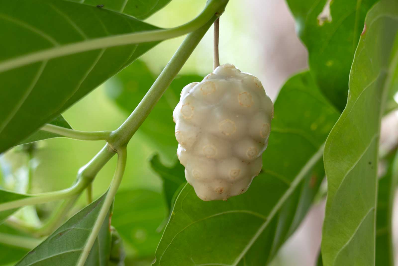 ripe noni fruit