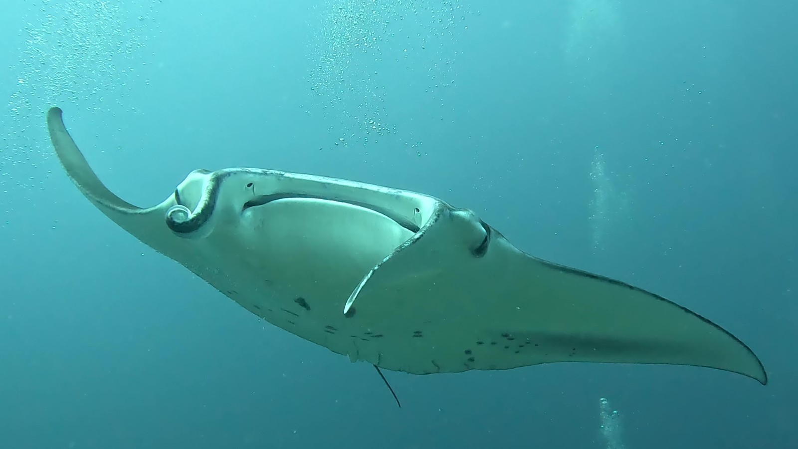 manta ray